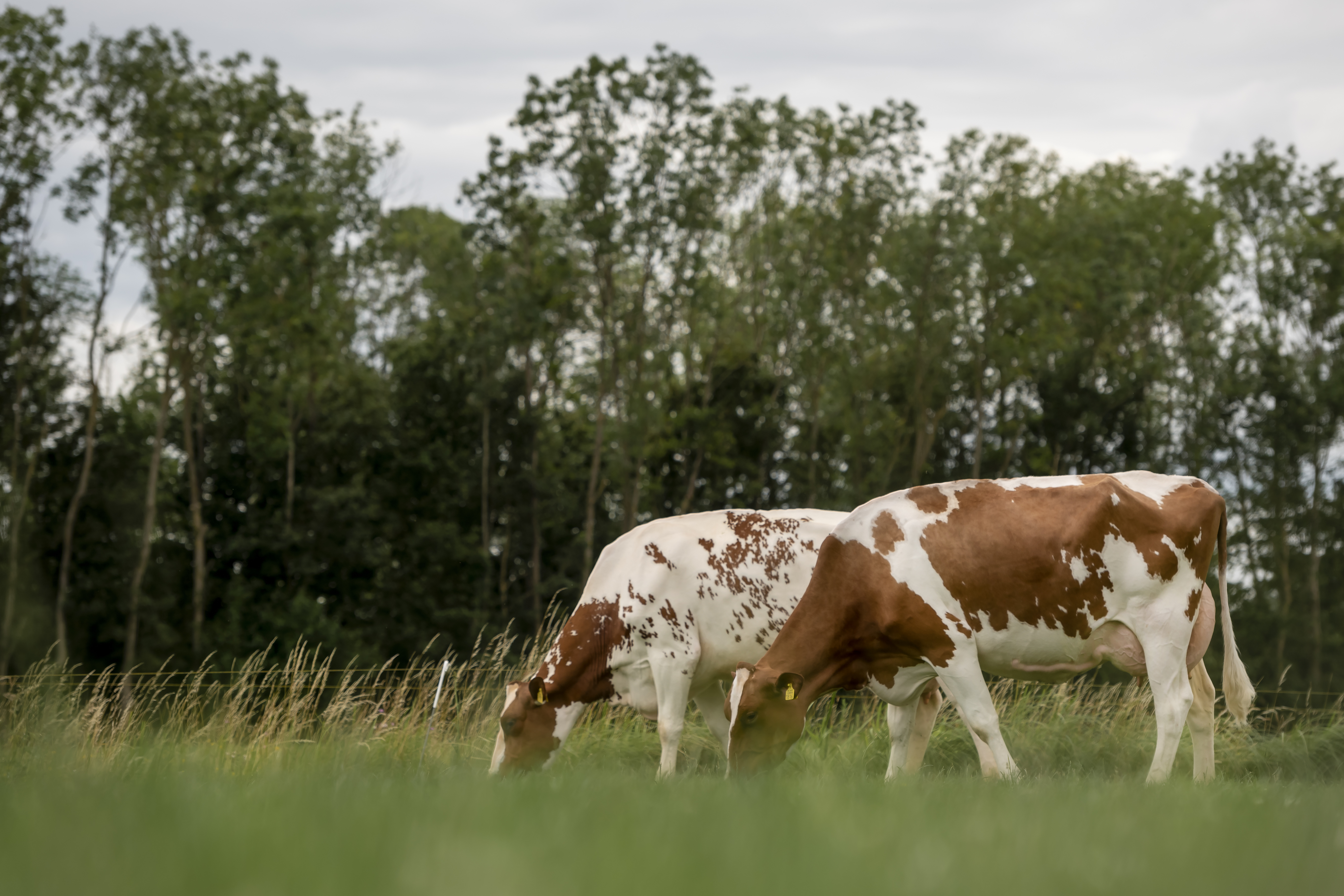 redcow