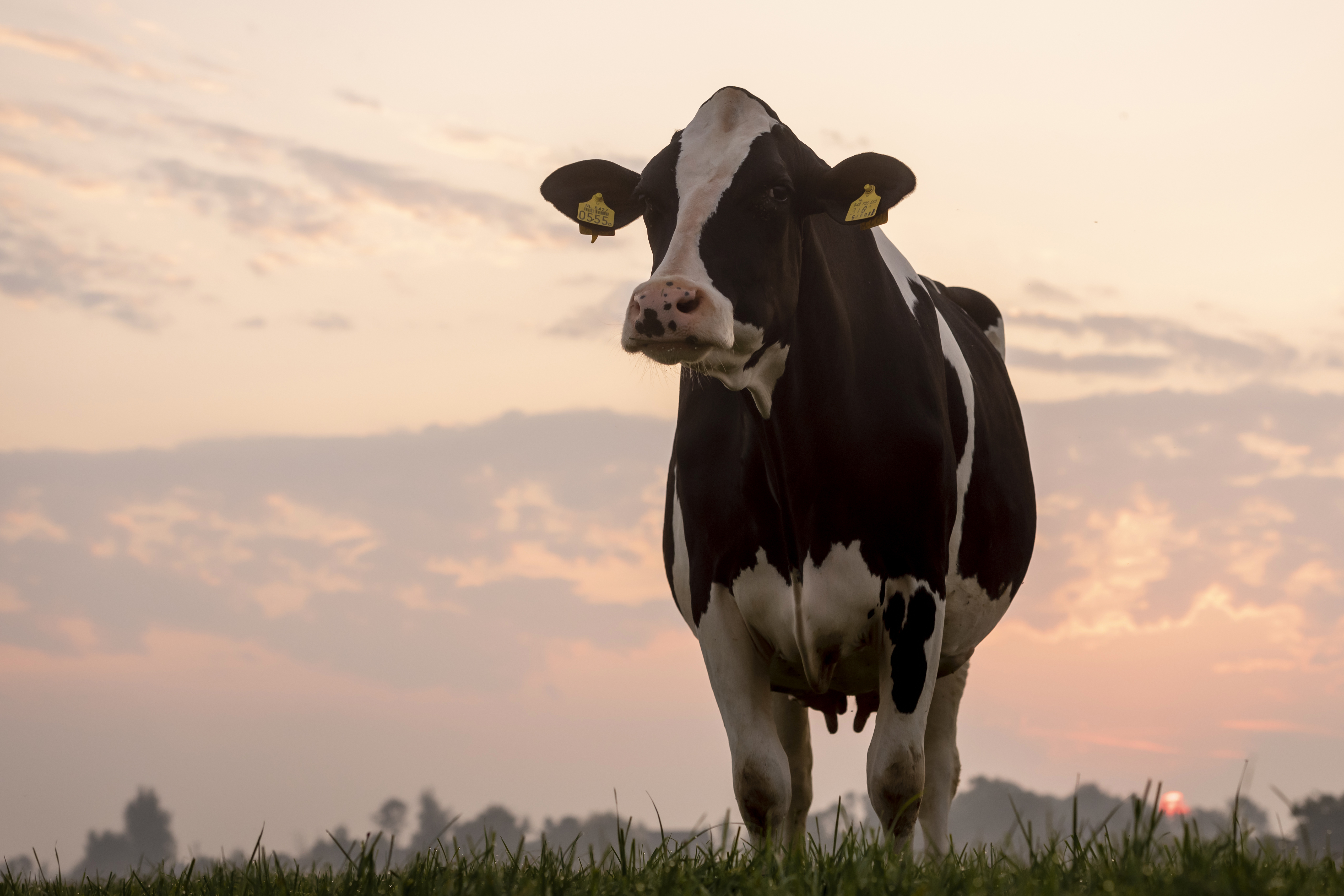 Inseminação artificial em bovinos: tempo é tudo