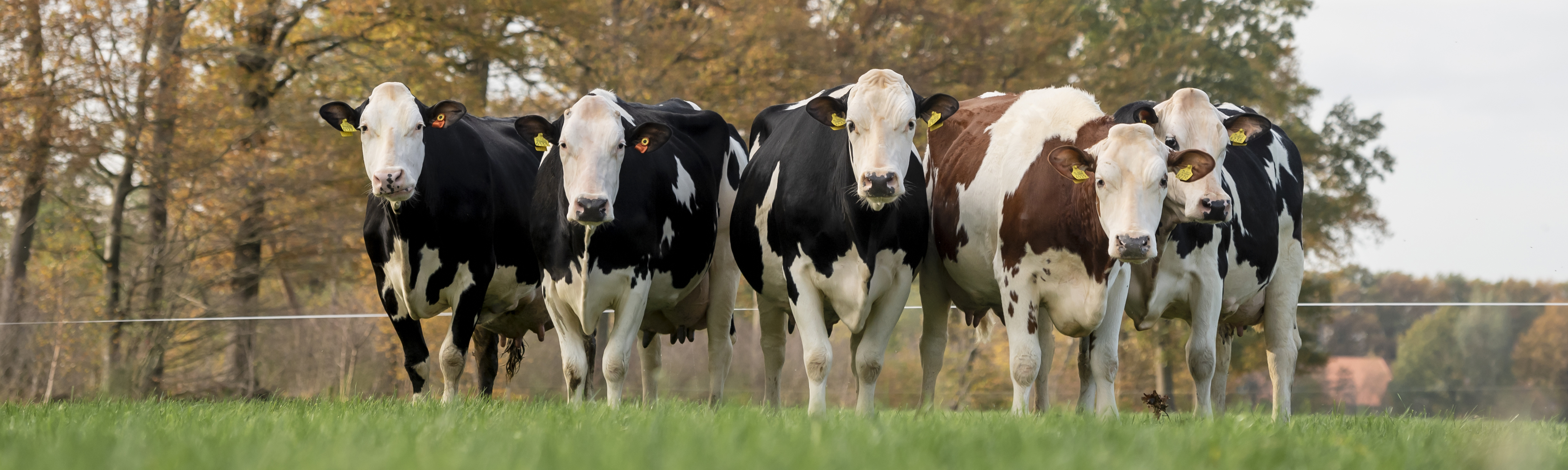 Daan de Kruijf kruist holstein en fleckvieh voor robuustheid zonder toe te geven op productie