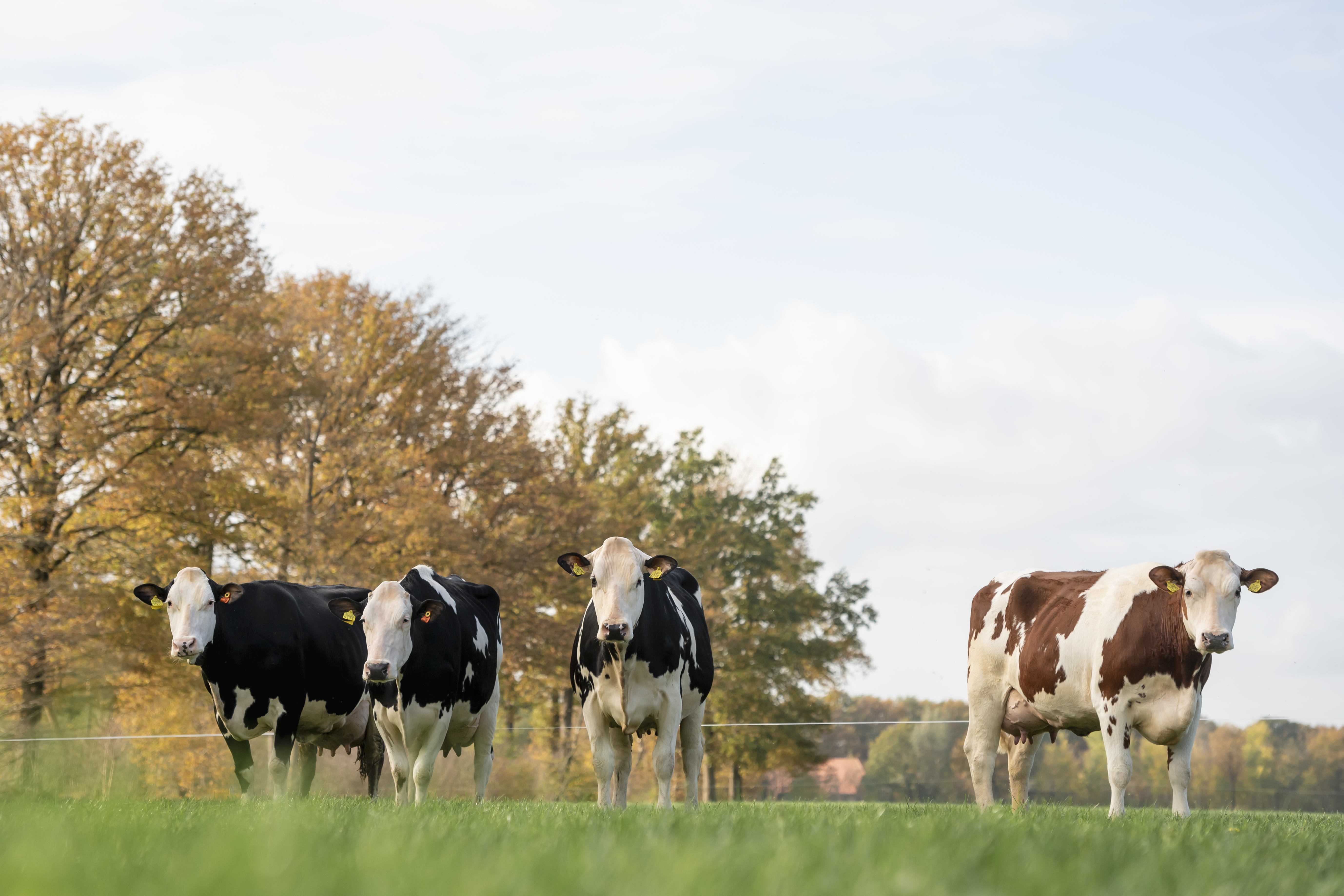 Fleckvieh kruislingen, eig.: V.O.F. Boerderij De Riet, Leusden