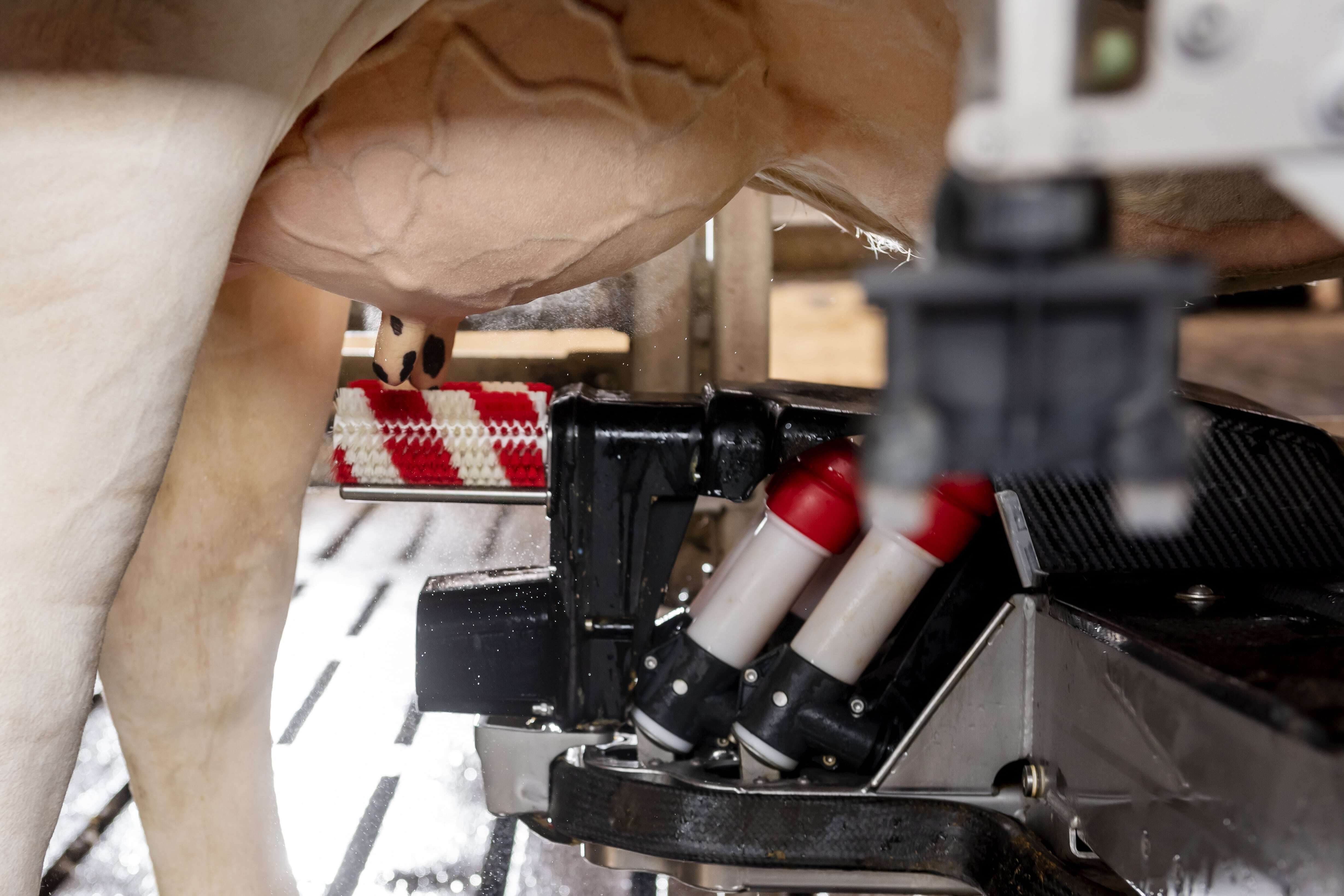 Step by step toward healthier udders: how to prevent mastitis