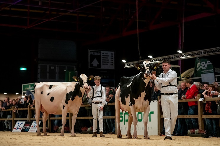 Hotlinedochter Lena 622 viel op de HHH-show op met haar open ribben en hoog en breed opgehangen uier (foto: Els Korsten)