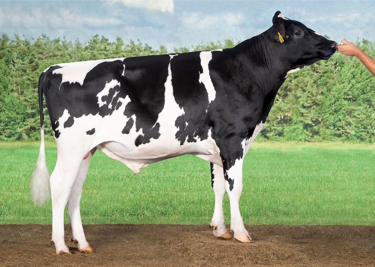 Holstein bull Encourage