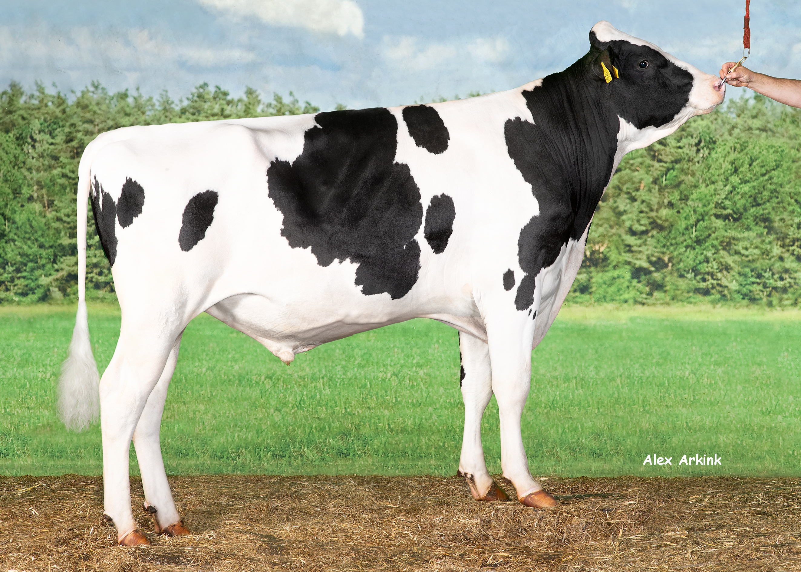 Endless RF - Holsteinbulle des Monats Juli