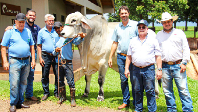 TESTE DE EFICIÊNCIA ALIMENTAR COM RAÇA TABAPUÃ DA GÊ IMPULSIONA AVANÇOS NA SELEÇÃO GENÉTICA