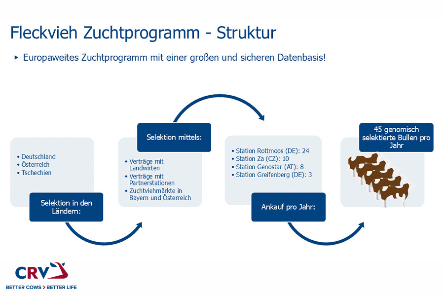 Zuchtprogramm Fleckvieh