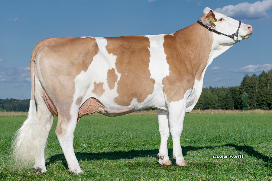 Fabiene (Foto in der 1. Laktation), Mutter von Hiller, 3/2 8.954 kg – 4,24 % Fett und 3,64 % Eiweiß (Villeroy x Hubraum)