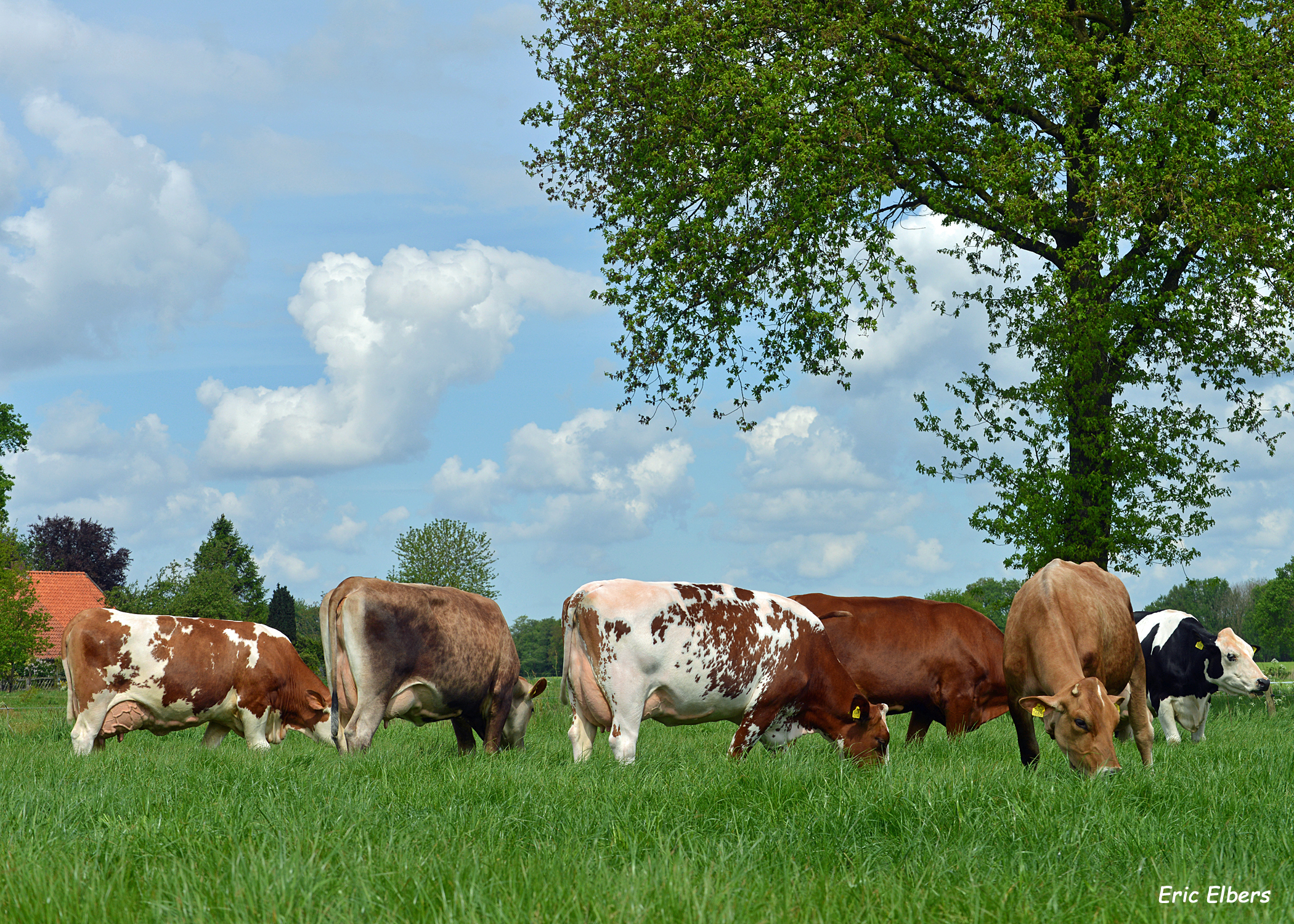 Kleurrijk gezelschap. Ras van vader vlnr Fleckvieh, Brown Swiss, Noors Roodbont, Zweeds Roodbont, Brown Swiss en Fleckvieh.