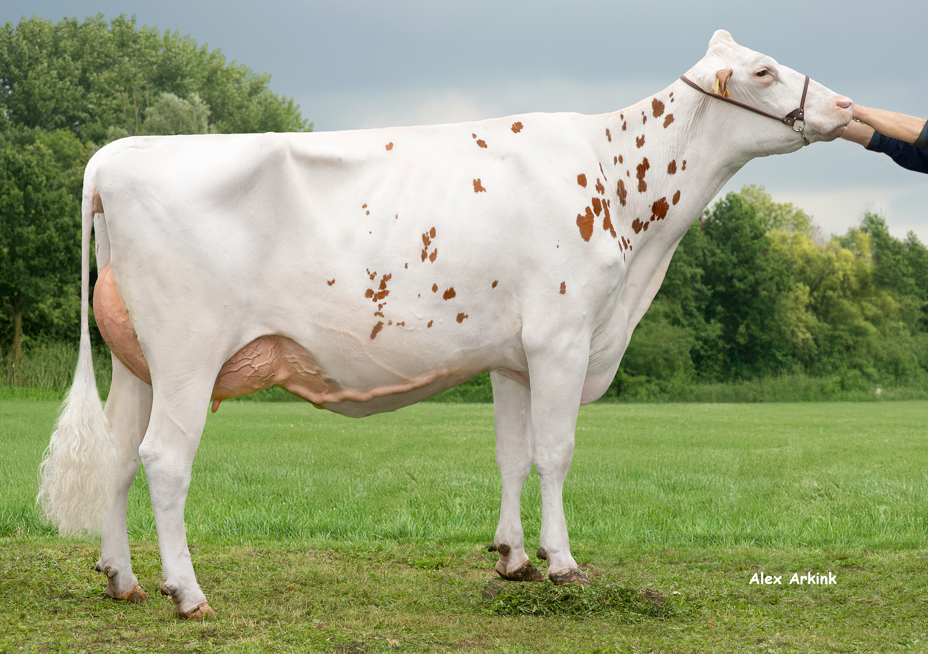 Farina P (s. Freestyle), dam of Delta Marcher PP