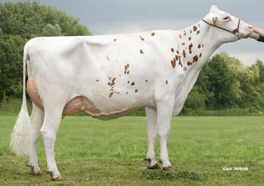 Farina Pp (v . Freestyle), Mutter von Delta Marcher PP