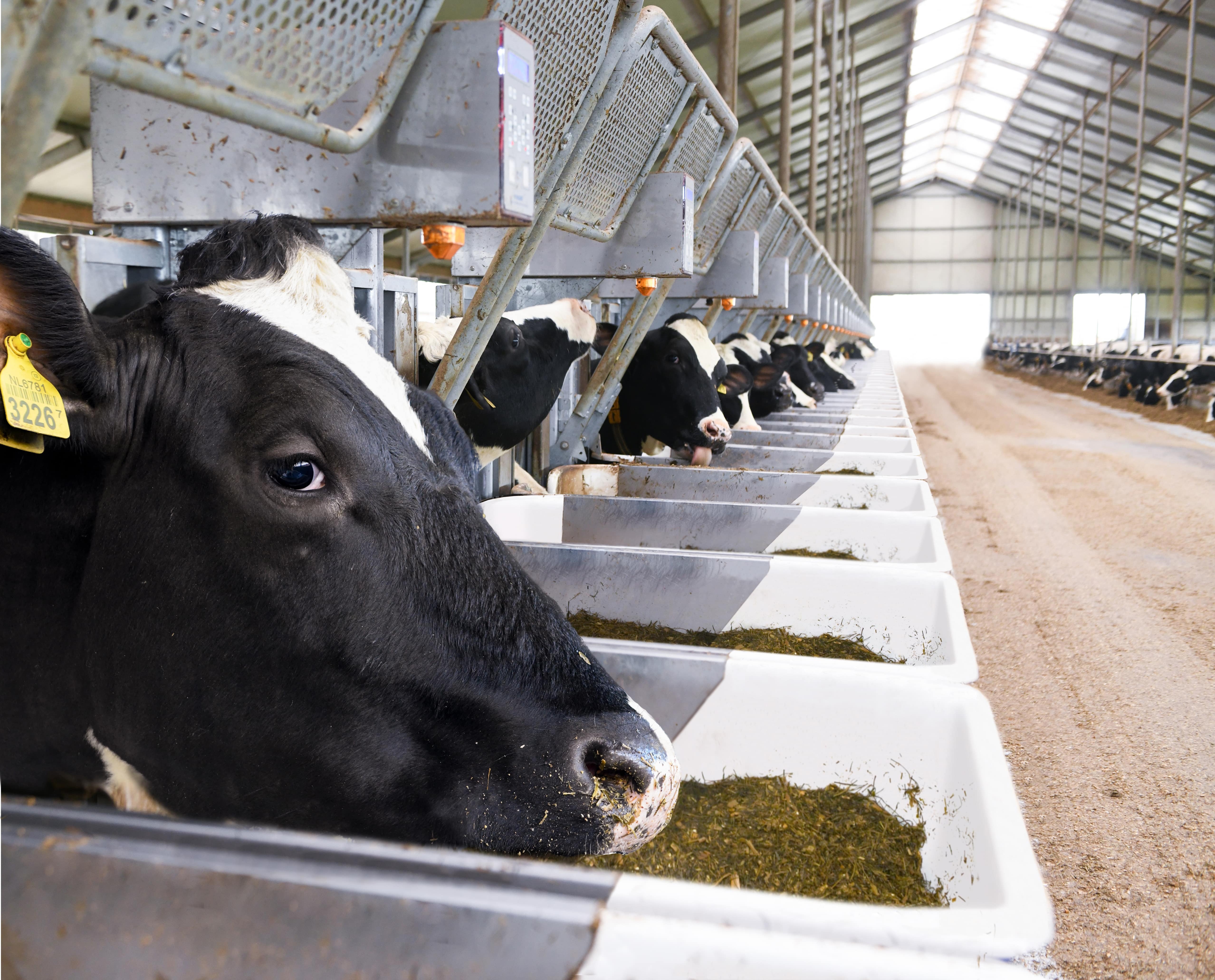 FEEDEXCEL: CRV monitora o consumo de ração e a produção de leite de vacas em lactação