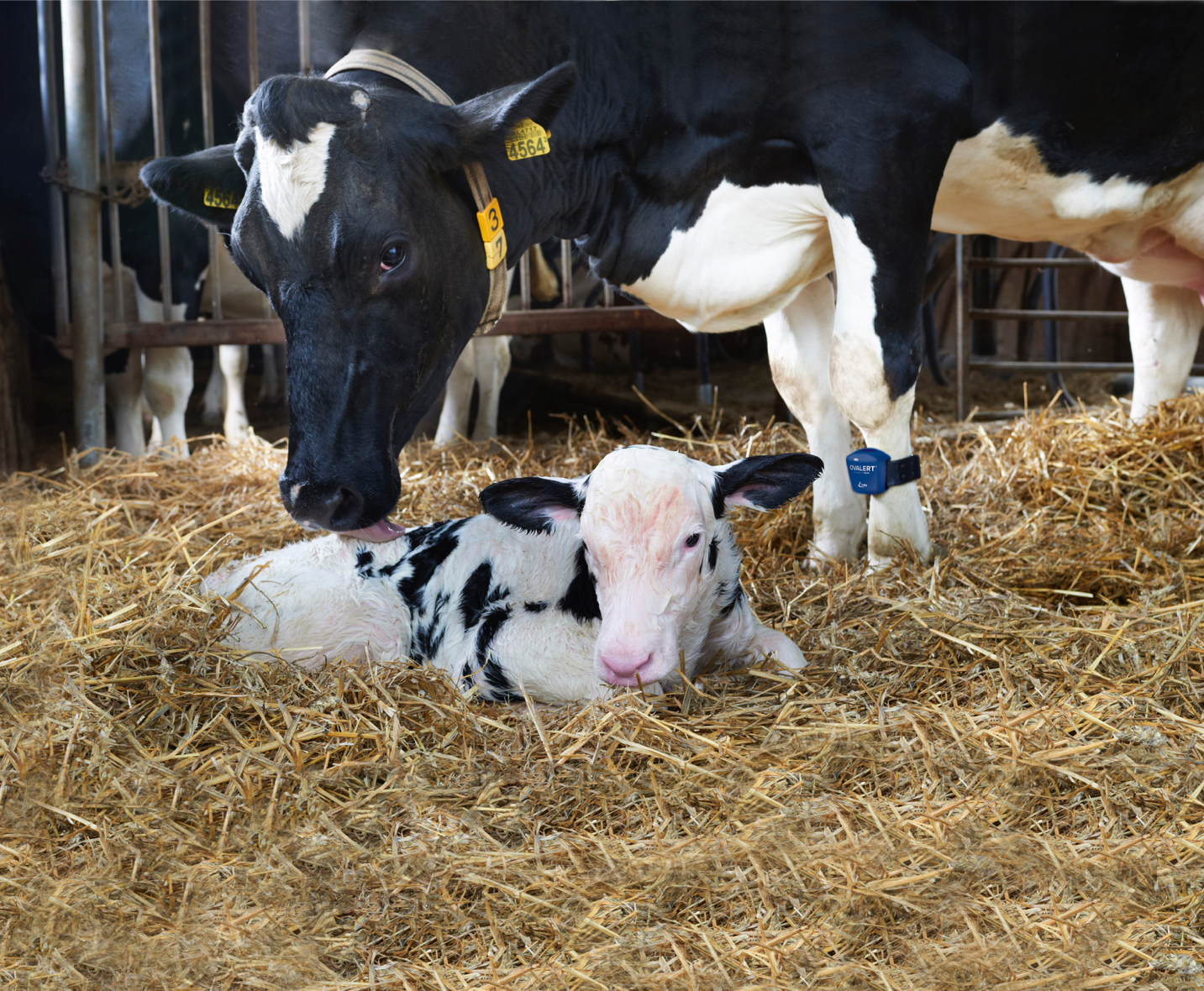 Vacas inférteis: como reconhecer, tratar e prevenir?