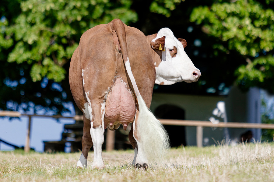 Fleckvieh-Update Dezember 2025