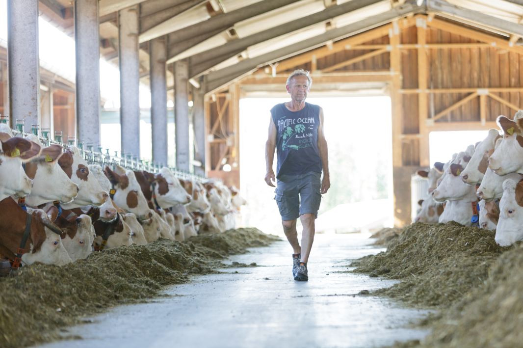 Johann Wimmer, Landwirt aus Bayern mit 135 Fleckviehkühen.