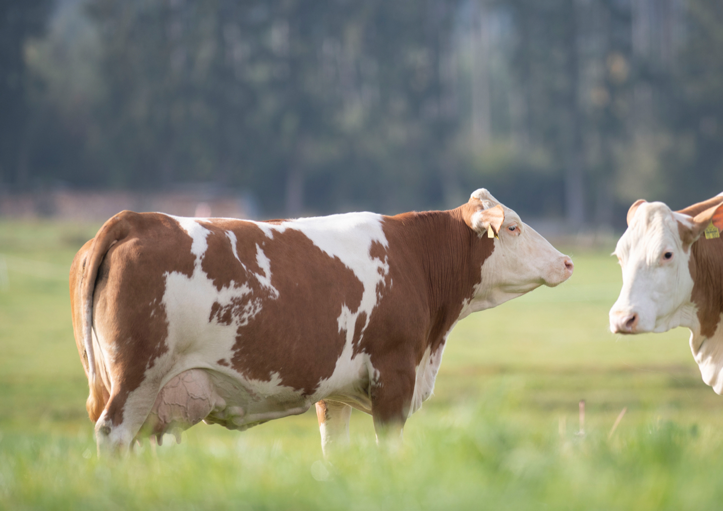 Fleckvieh is an alone standing breed and also partner for crossbreeding.