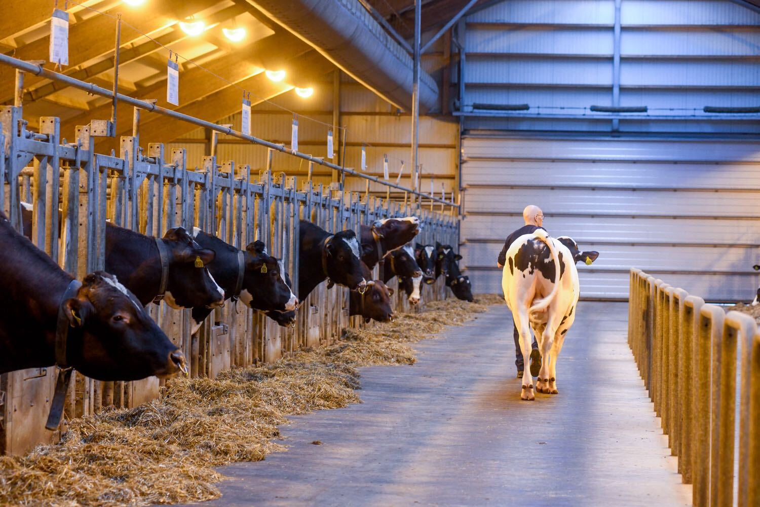 Bulls in CRV barn