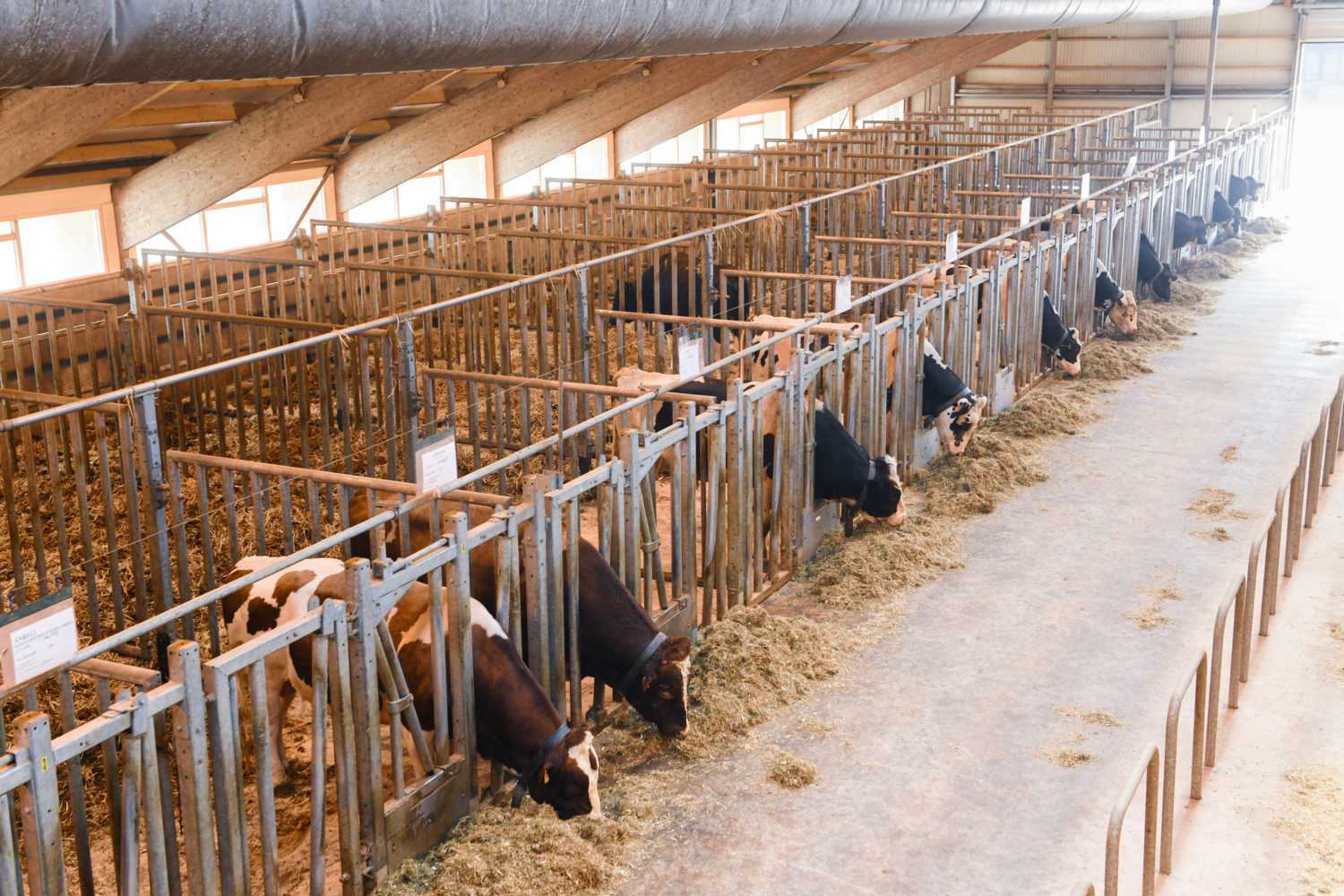 Bulls in CRV barn