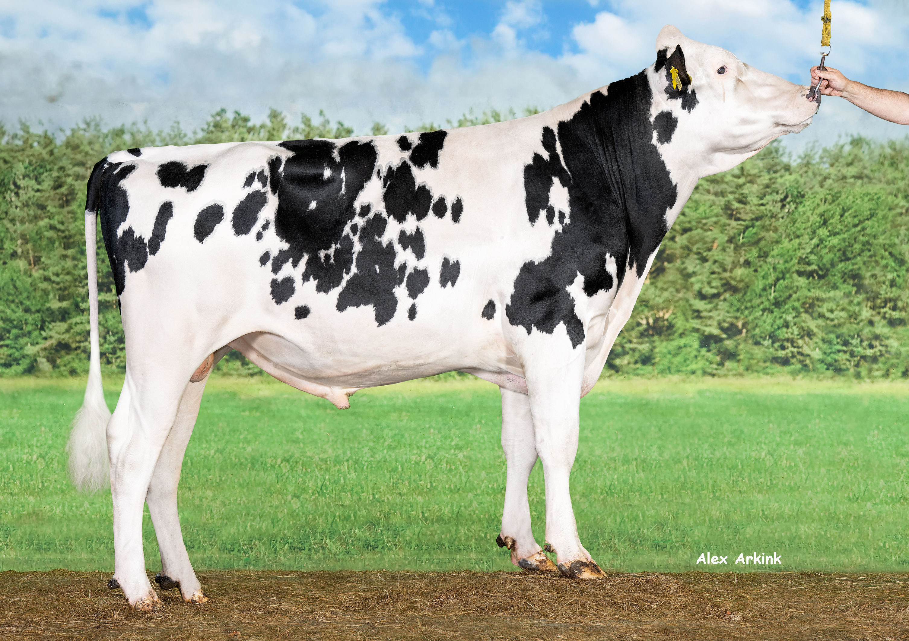 Delta Frontman sets the standard for outstanding legs