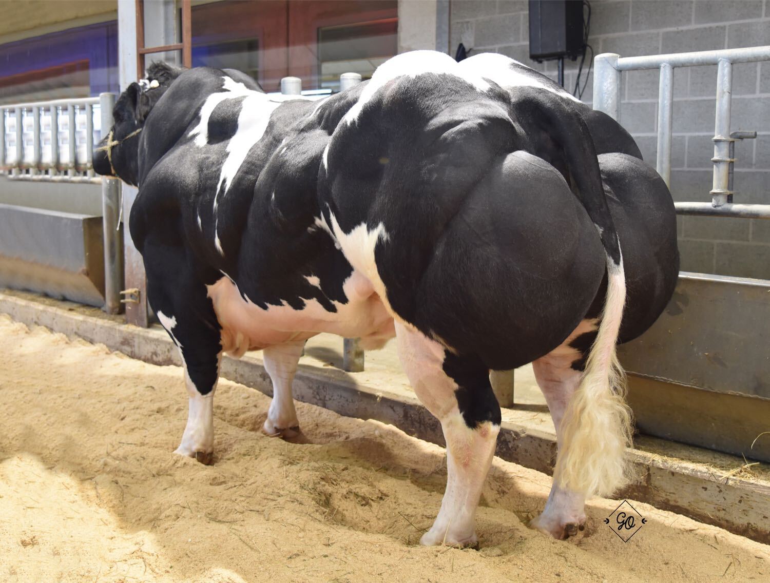 Futé: de meest complete stier