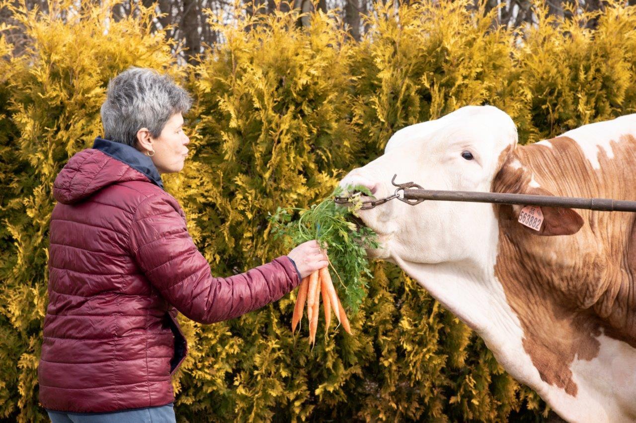 Galileo simmental montbéliarde