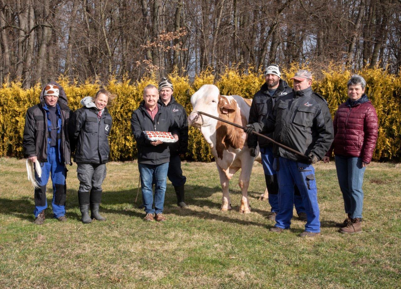 Galileo simmental montbéliarde