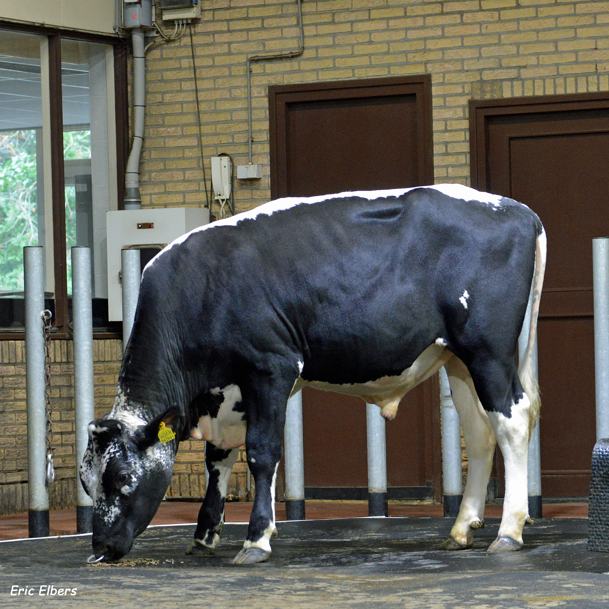 Sweetlake Gaucho (v. Nippon P), 100 procent holstein met witrikaftekening