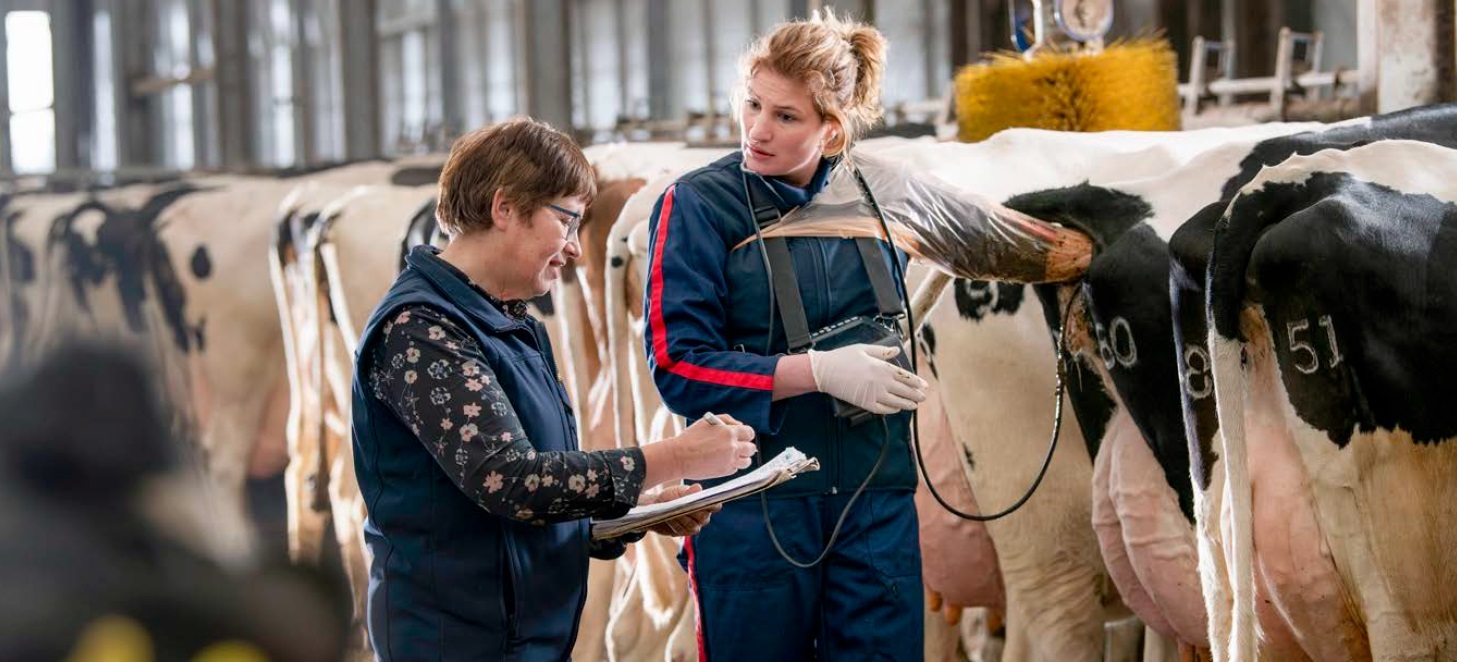 Blauwtong heeft ook effect op de vruchtbaarheid