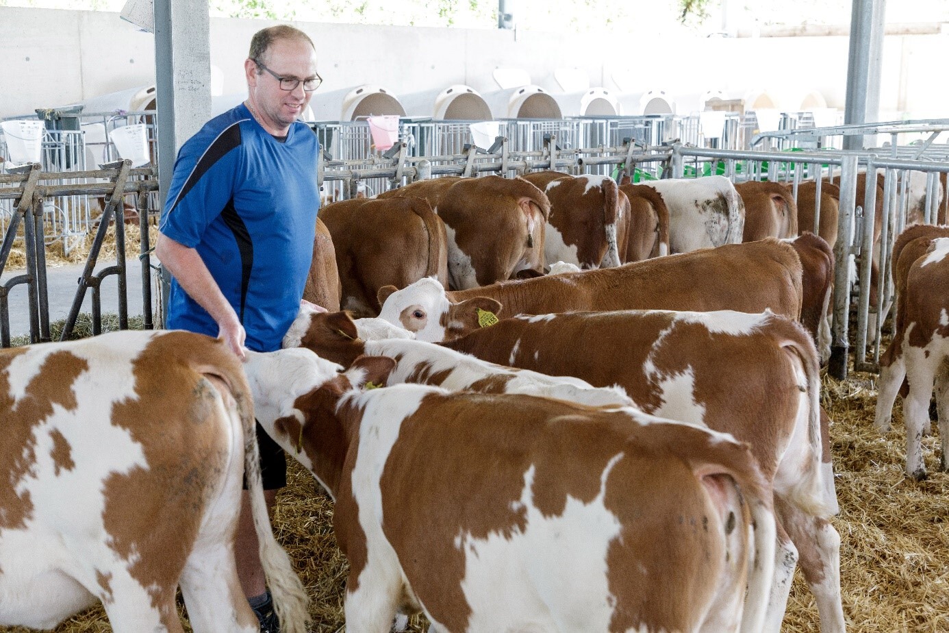 Gerhard Berger in de groepshokken in de nieuwe kalverstal