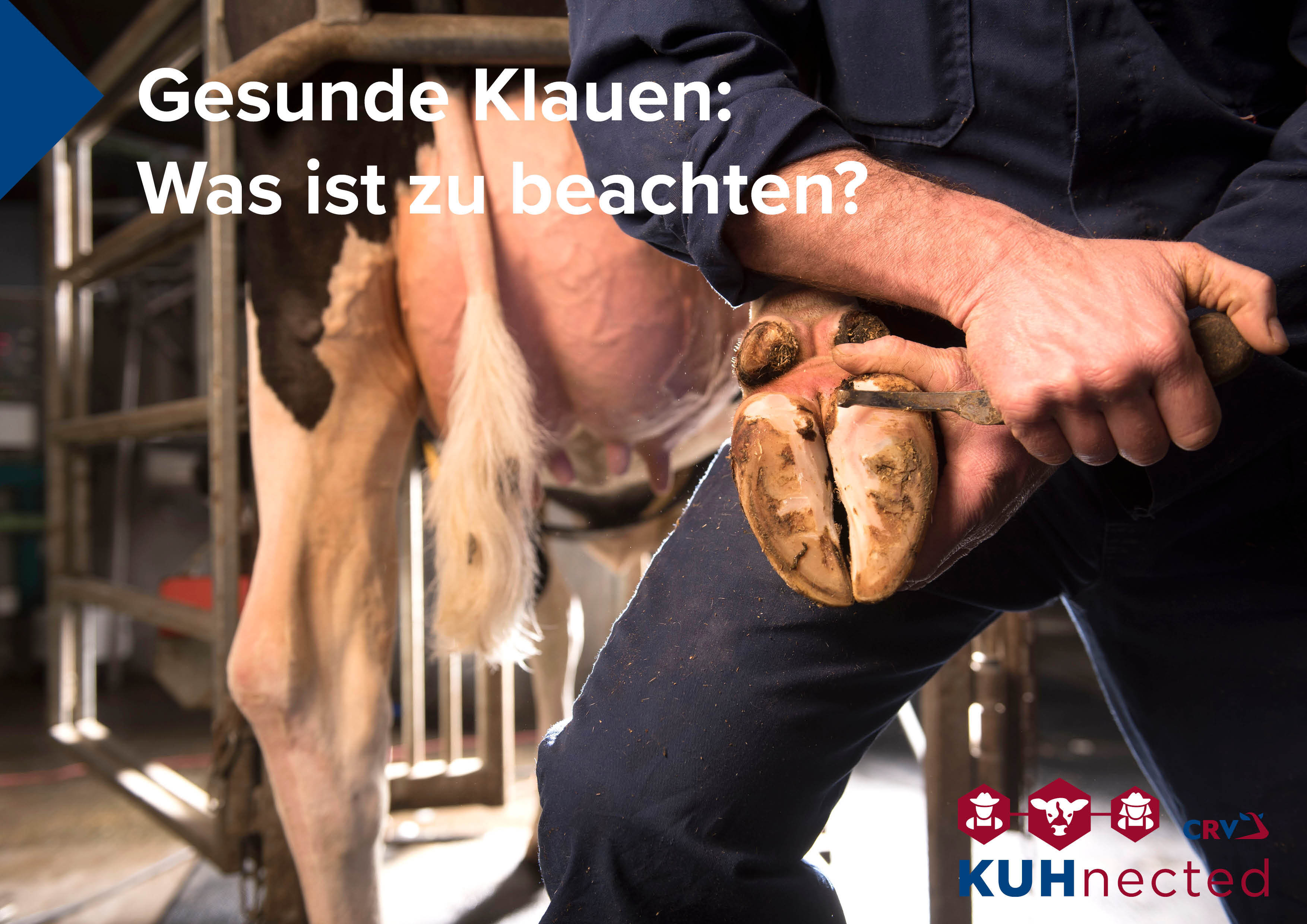 KUHnected - Gesunde Klauen, darauf "stehen" unsere Kühe!