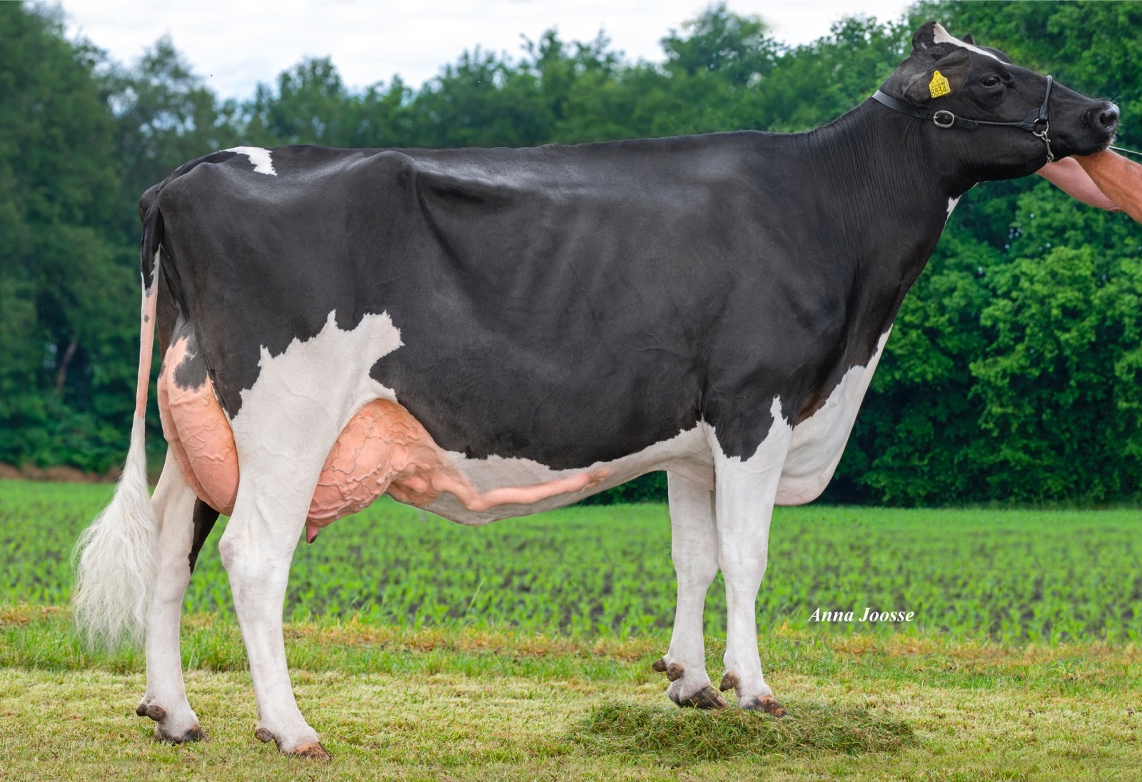 Drie kleinzonen van Grant D Fay bij hoogste dochtergeteste stieren voor NVI