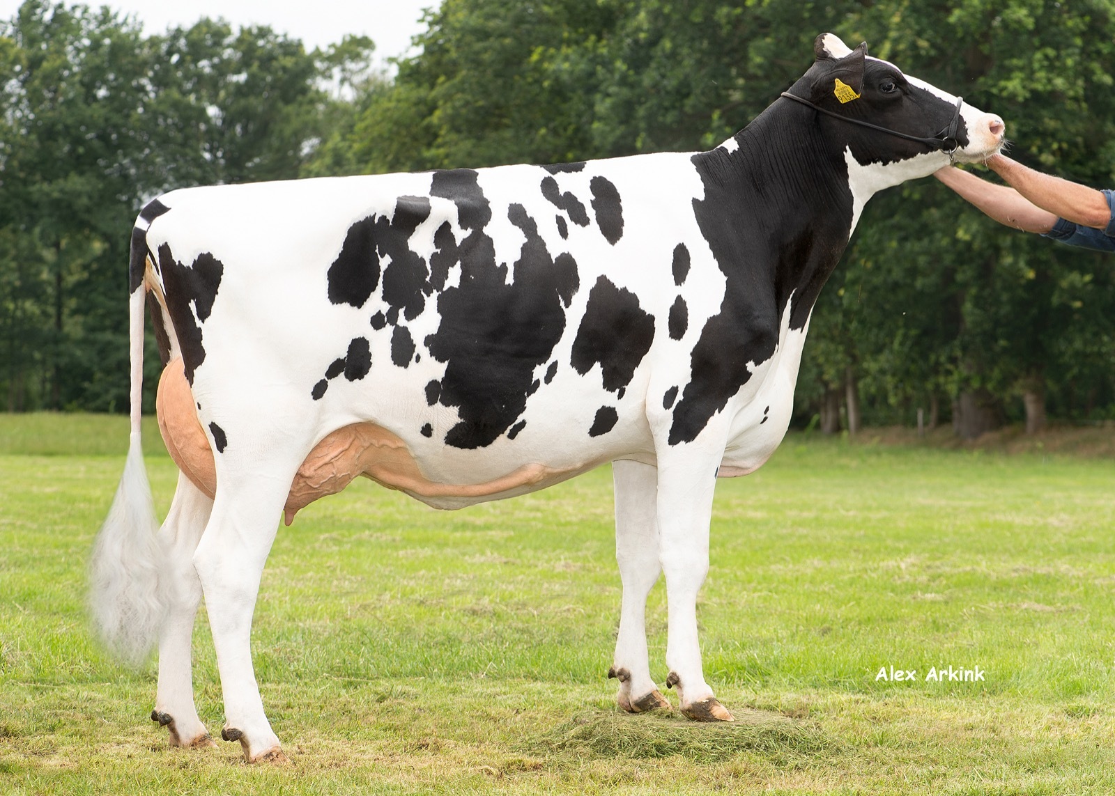 Delta D Rebel (AB 87, foto als vaars), nog producerende volle zus van de moeder van Dolmen en Flagstone