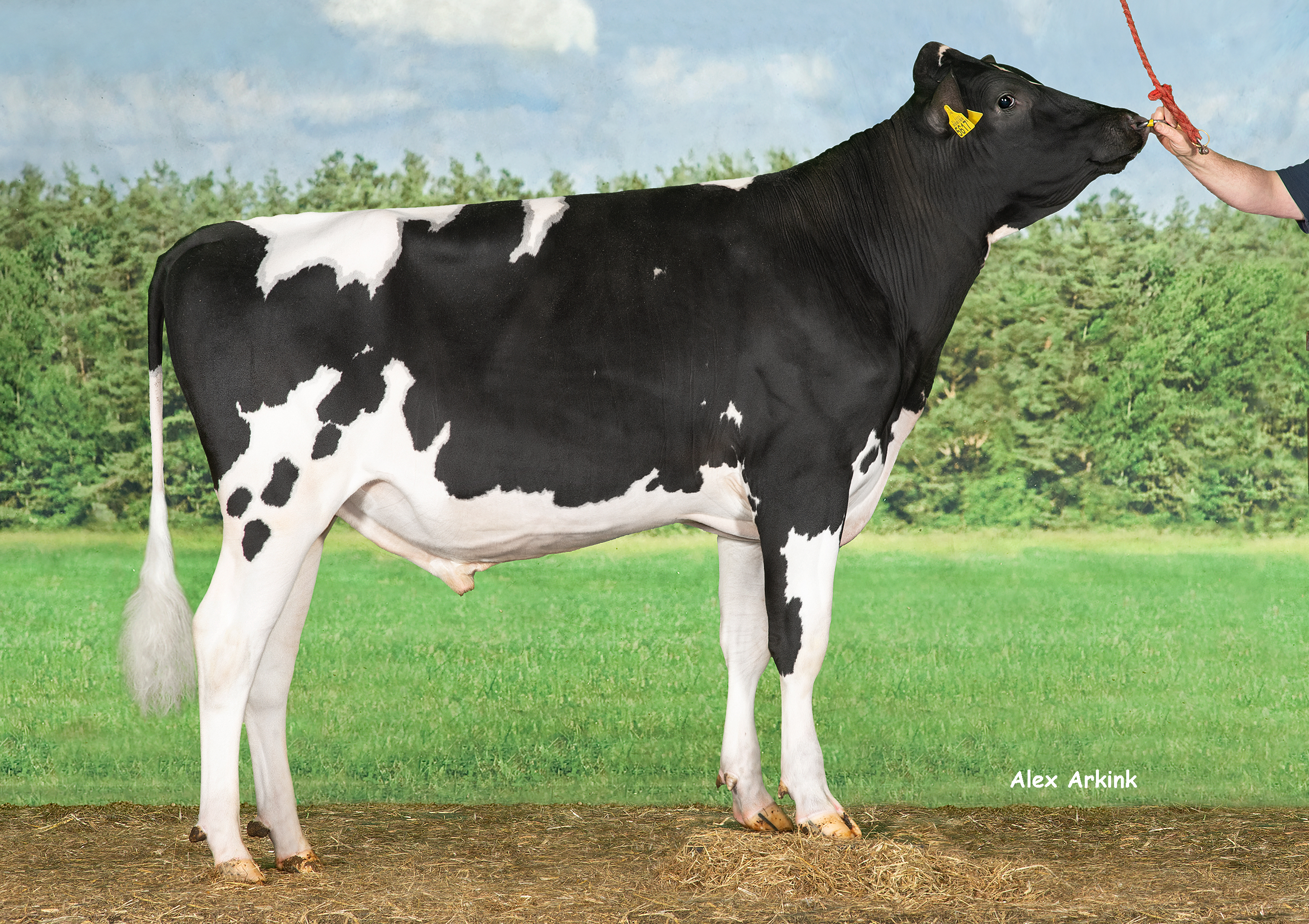 Greenseat - Holsteinbulle des Monats September 2023