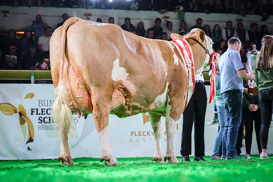 Kitty (Vater: Helsinki) Champion mittel Züchter: Johannes Bauer, Ratten In der 4. Laktation und Großmutter von Mc Bauer Pp