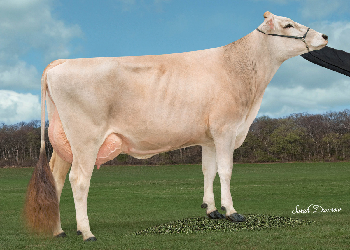 Hilltop Acres Cad Paula, grootmoeder van Perfection