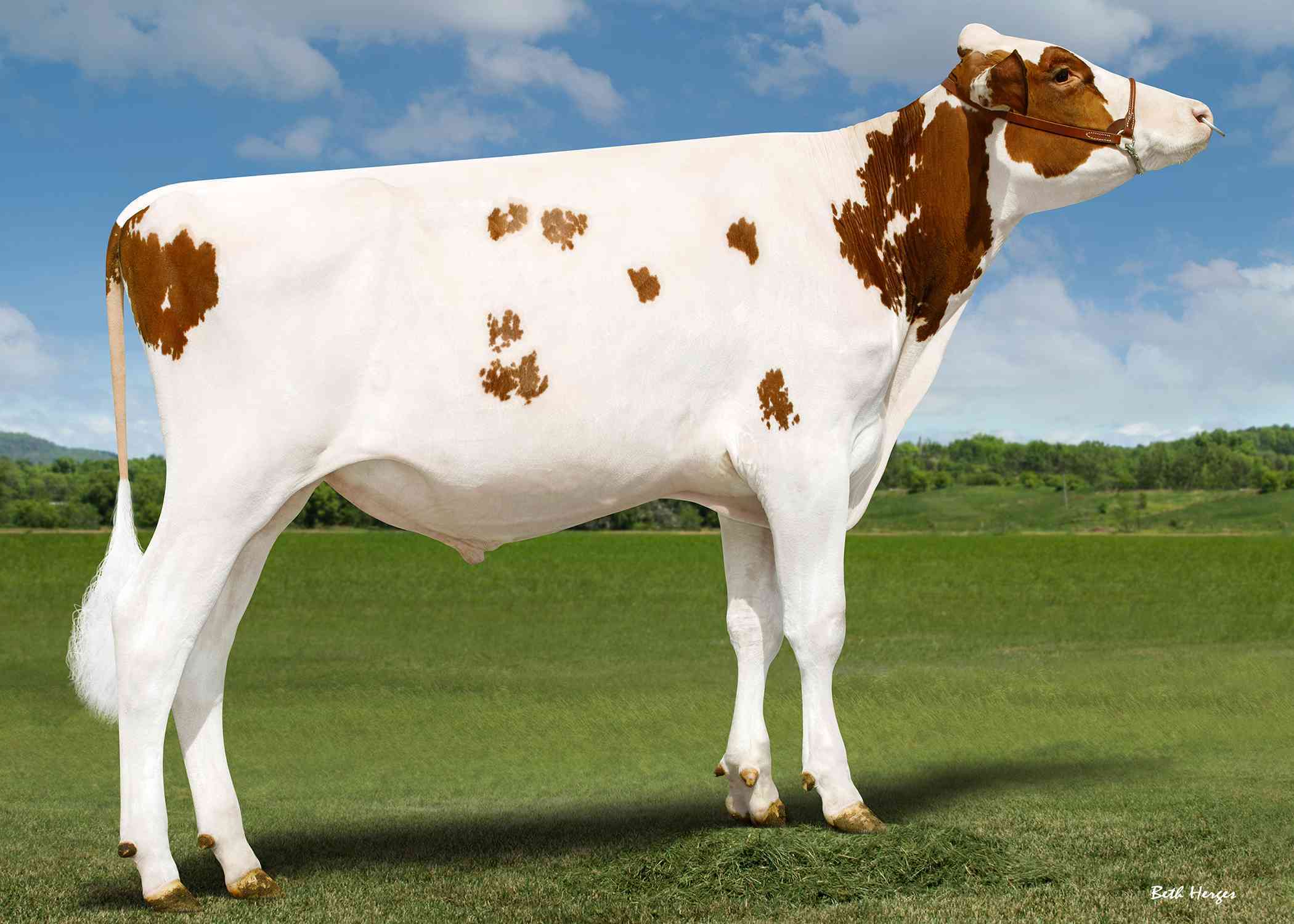 Eskdale Redheat Red PP