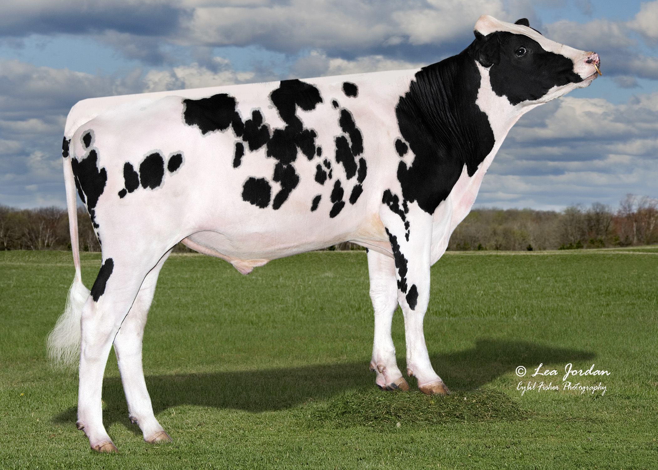 Holstein bull Peak Mecanico