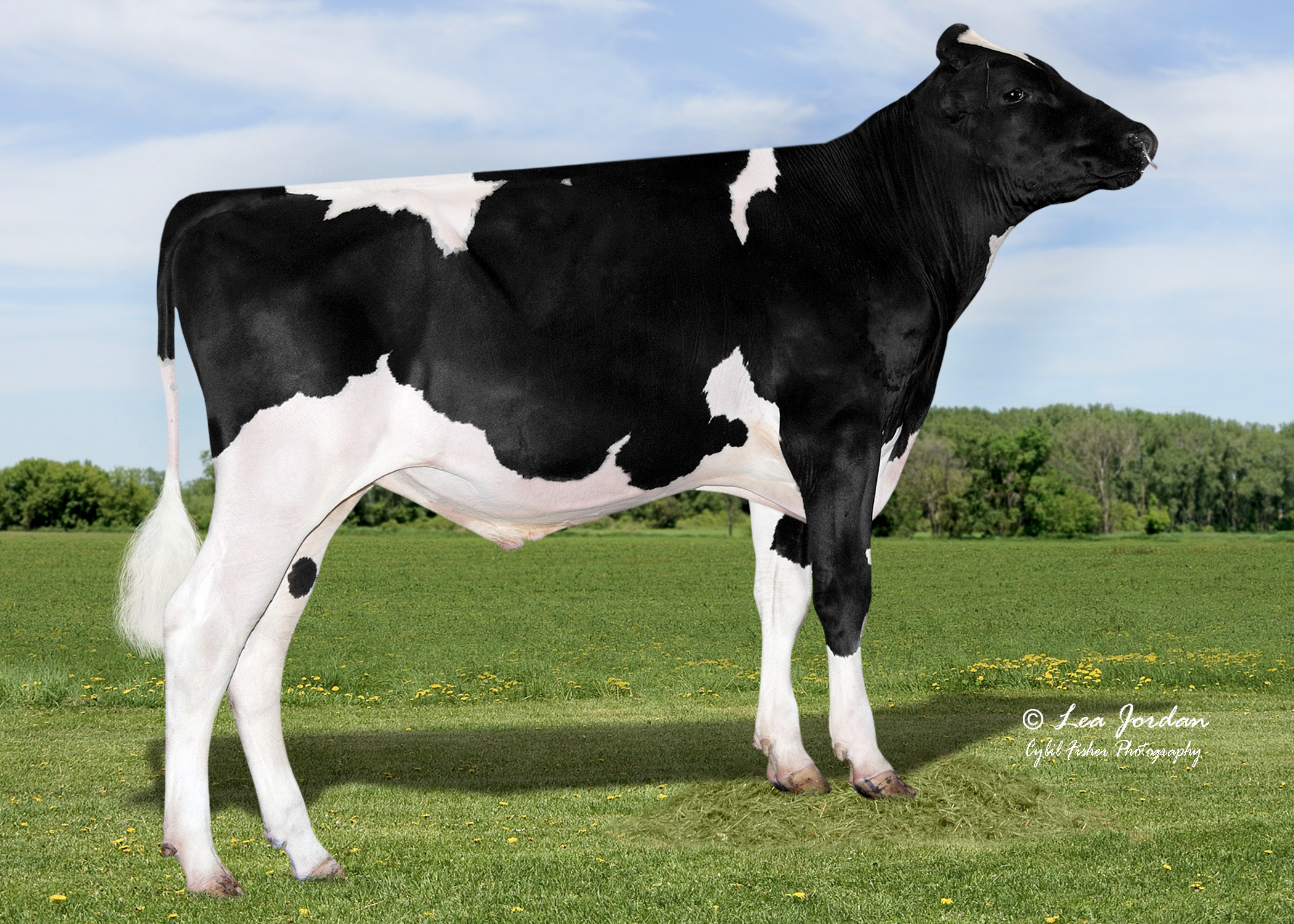 Ar-Joy Cu Zuri Madden the flagship of the American breeding program