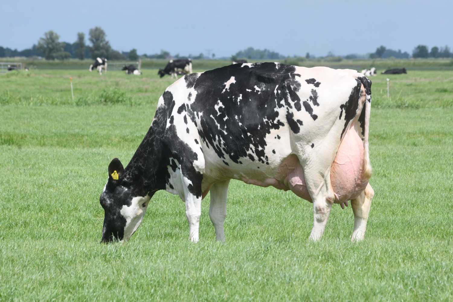 Aantal sterkoeien neemt toe met vijftig stuks tot 774