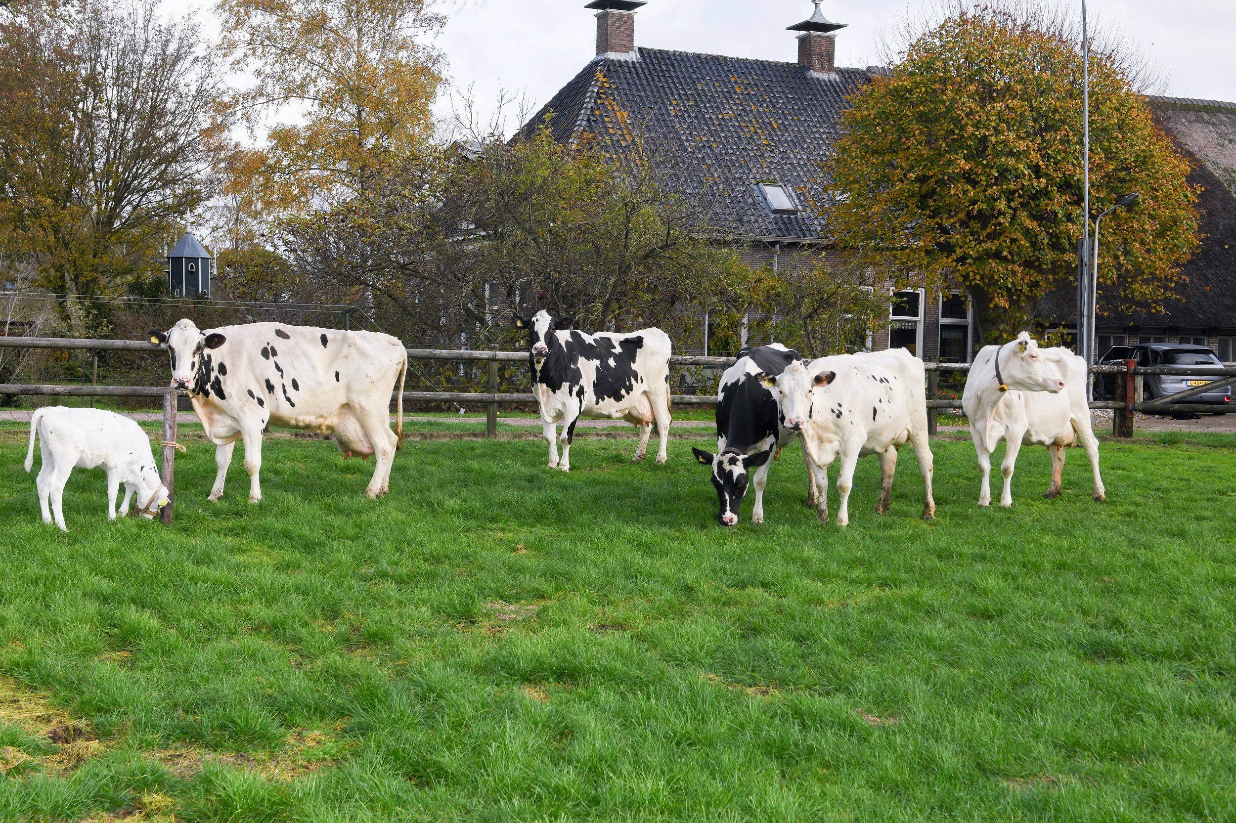 Zes generaties Anna’s bij familie Meeuwes in Havelte