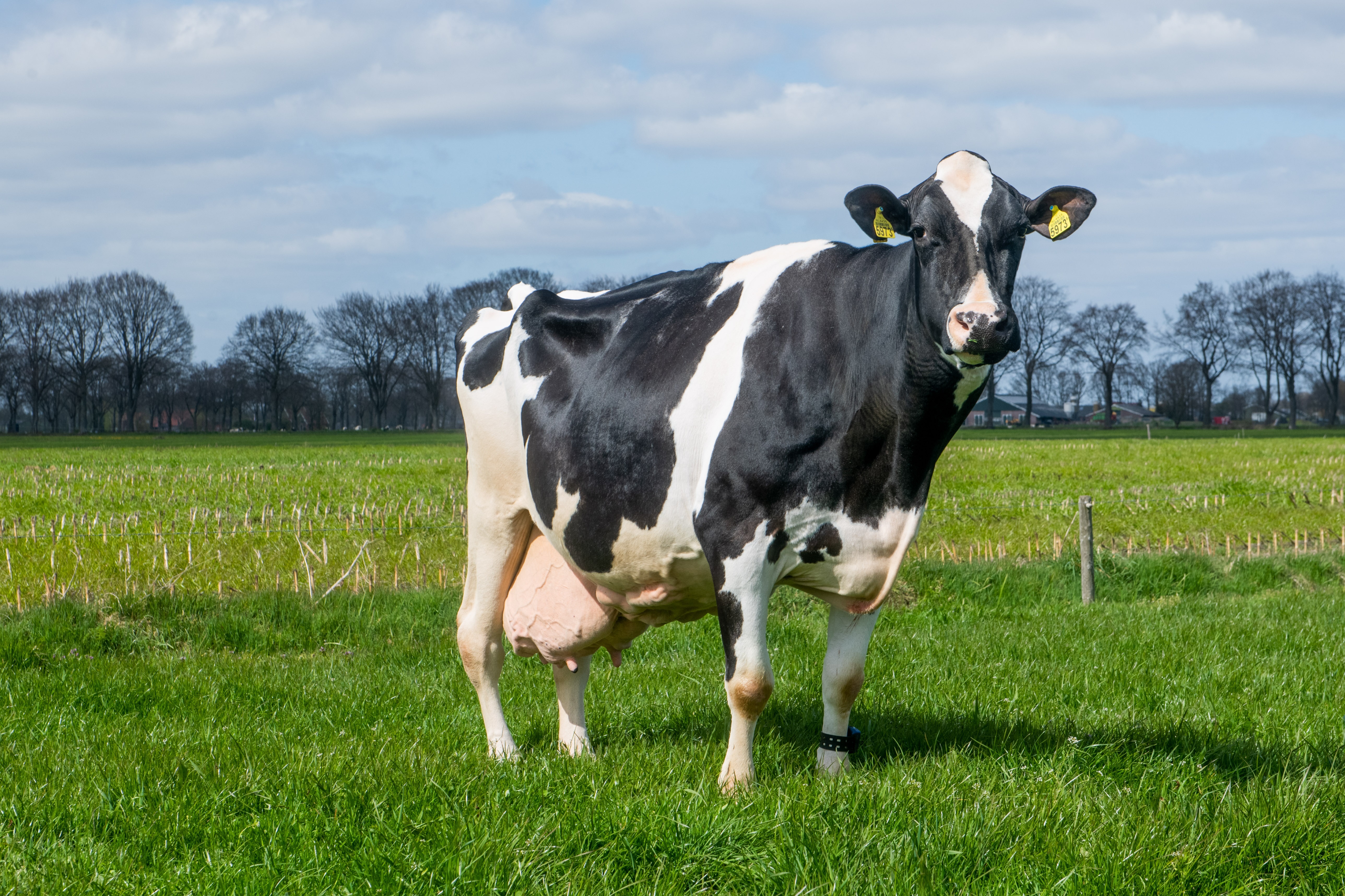 In letzter Minute 200.000 kg Milch für Big Clara 123