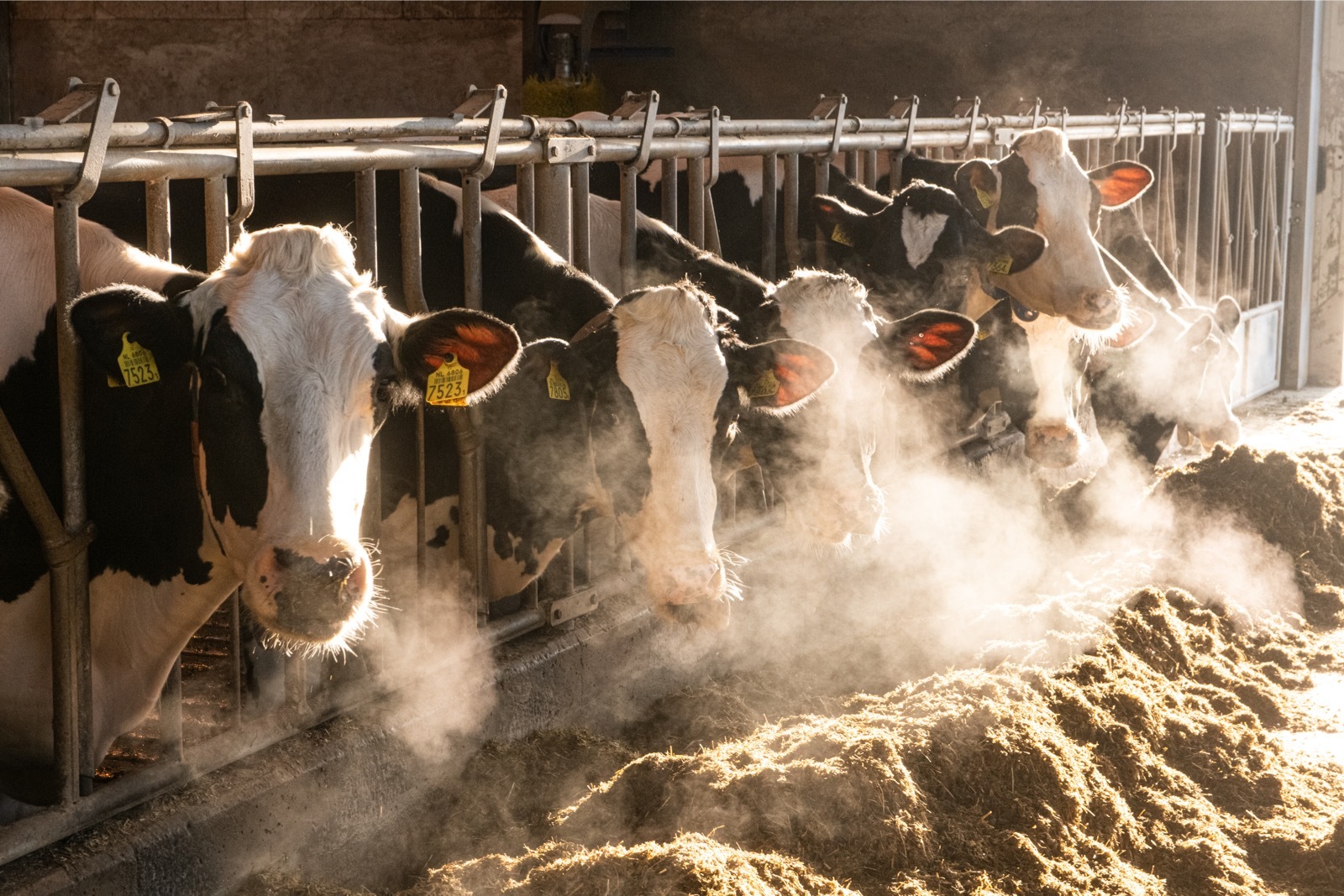 Breeding for methane reduction gaining momentum worldwide