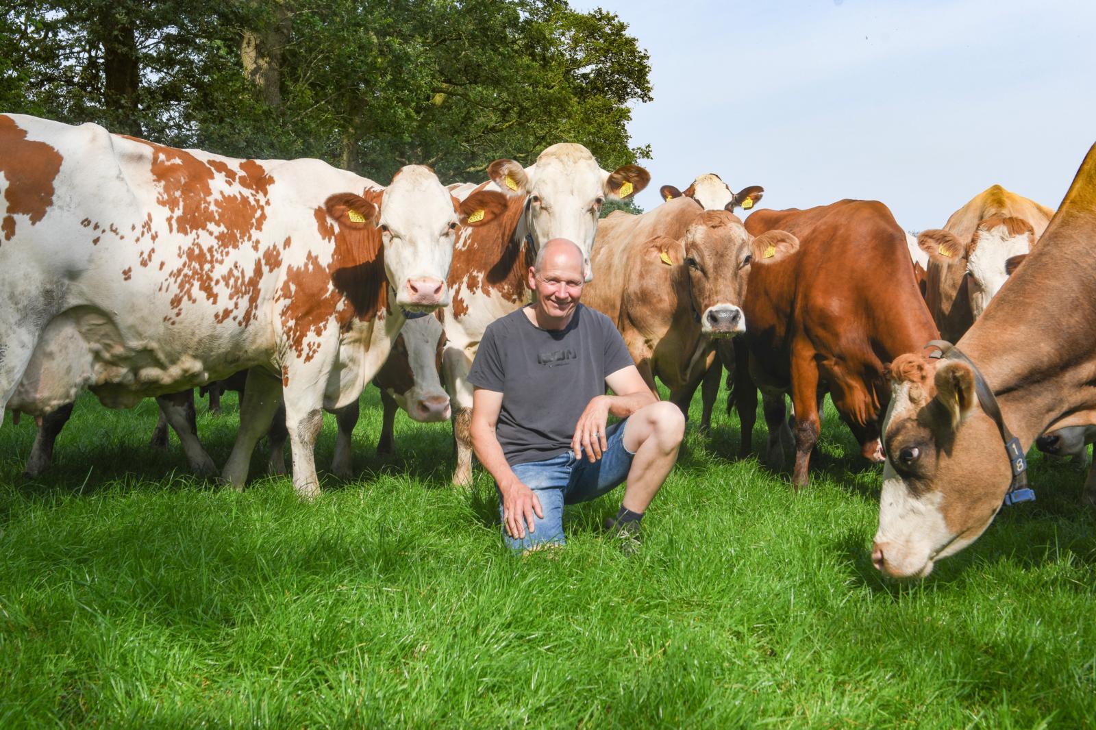 Kruisingen met noors roodbont, fleckvieh, brown swiss en holstein bij Lohuis in Geesteren