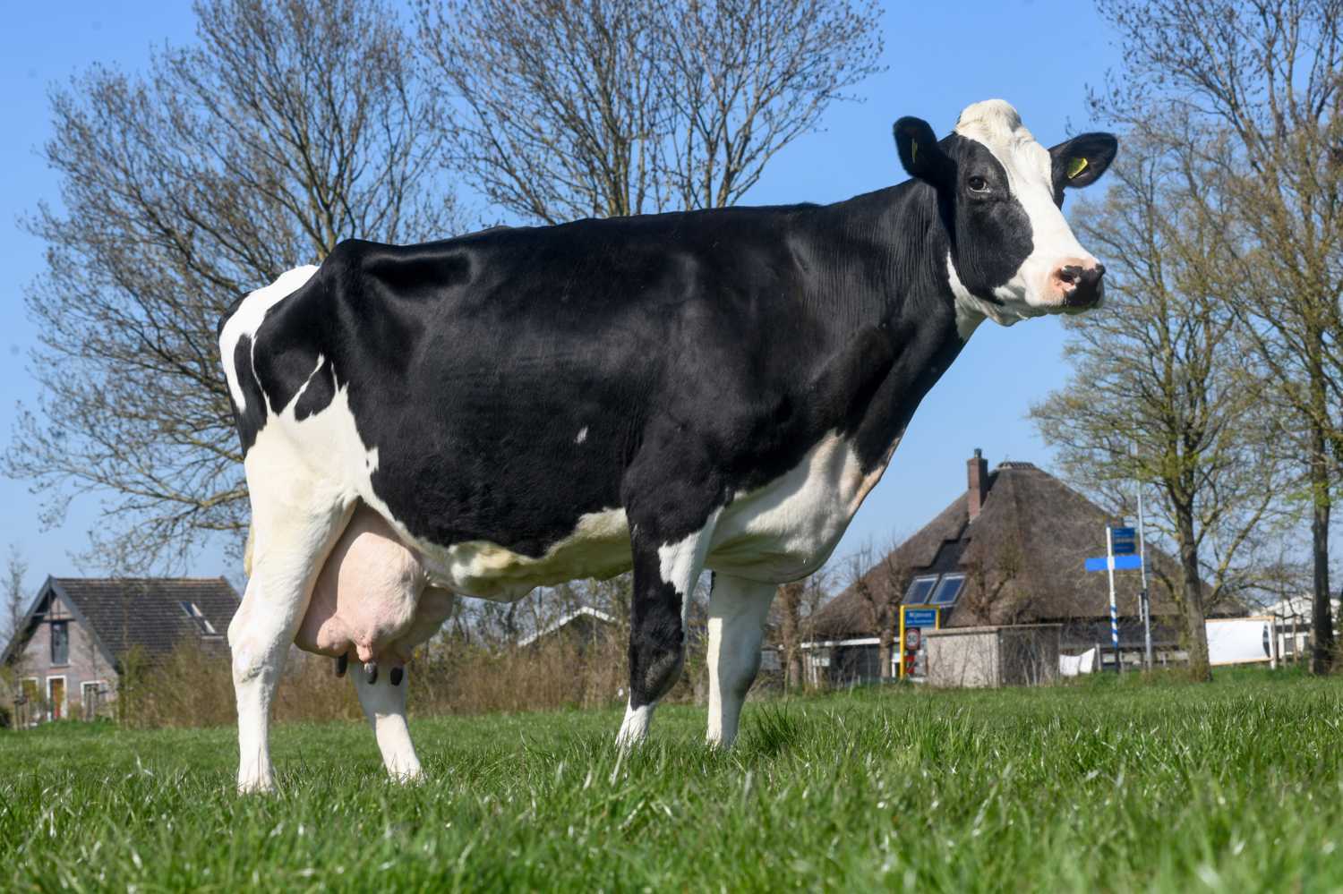 Melkrijke Alberdien tegelijk tientonner en sterkoe