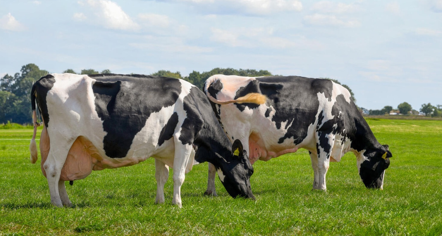 Extra saldo door fokken voor duurzaamheid