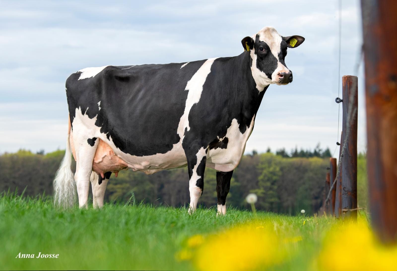 Havep Joukje 1 (AB 86, Floris), moeder van Protector, supergezonde veelgeefster met bescheiden hoogtemaat