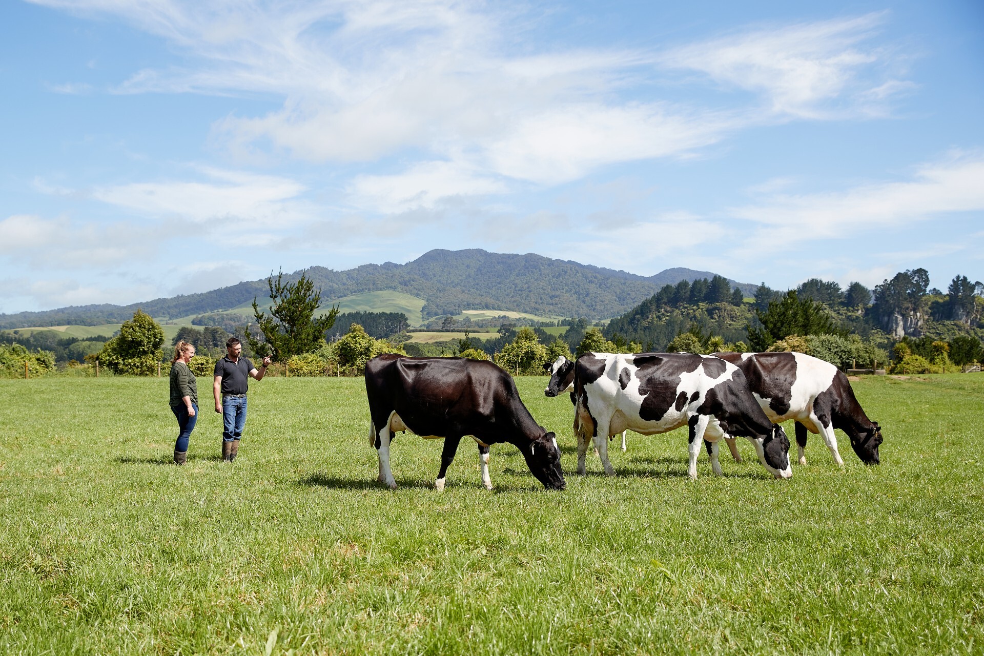 CRV NZ grass-fed