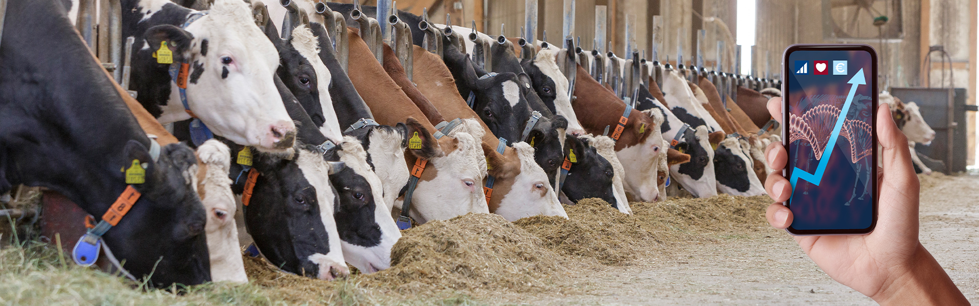 <p>HerdOptimizer</p>