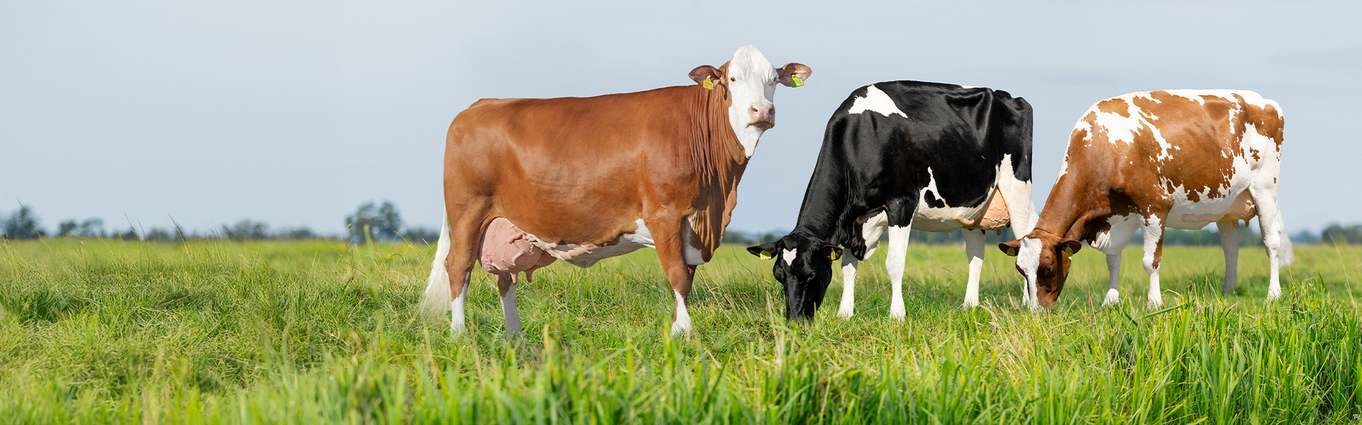 <p>Bullenkatalog Dezember 2025</p>