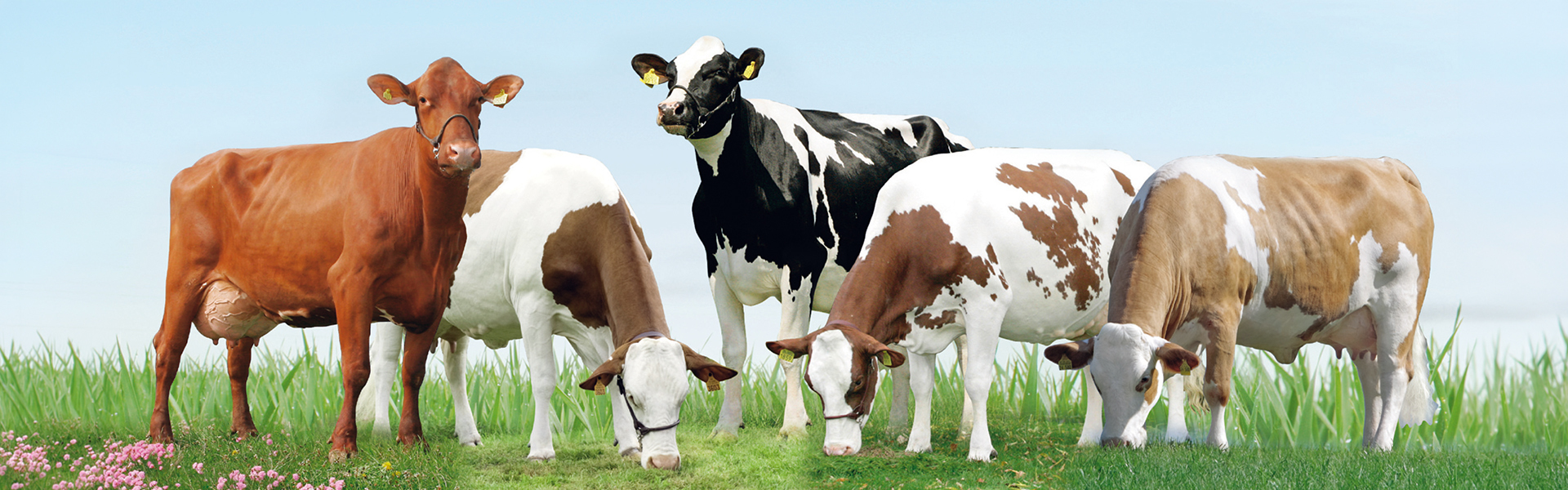 <p>Zuchtprogramme</p>