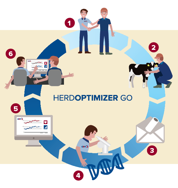 How does HerdOptimizer Go work infographic